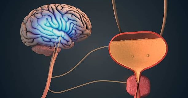 Symposium Neuro-Urologie – Tour d’horizon des vessies neurologiques